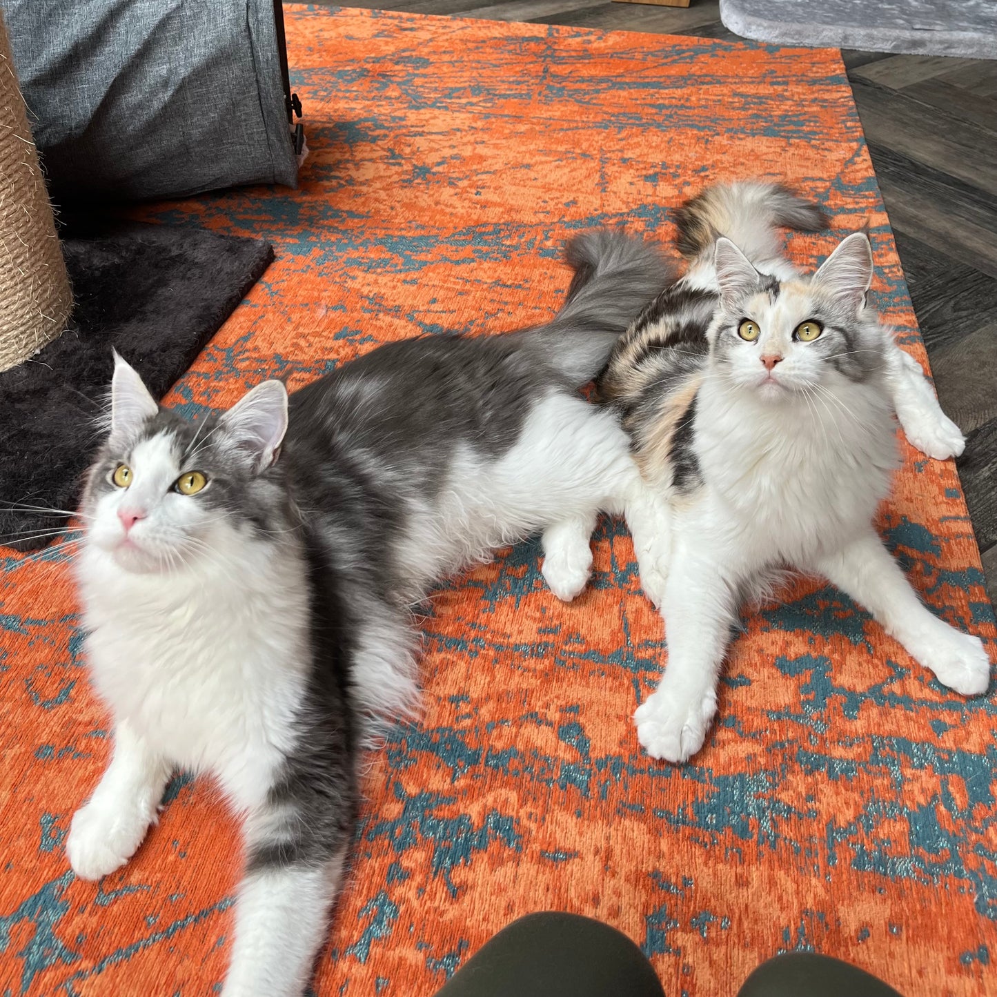 Extra pet - home visit